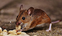 24 Hour & Emergency Exterminators in Avon, NC
